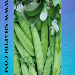 SBJEI-FRESH HYACINTH BEAN